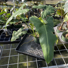 Load image into Gallery viewer, Philodendron Simmondsii exact plant, Fedex 2day
