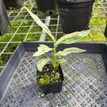 Load image into Gallery viewer, Monstera Adansonii Mint "Indonesia", Exact Plant Variegated Ships Nationwide
