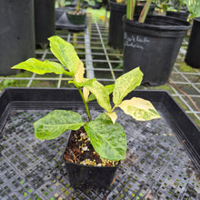 Load image into Gallery viewer, Zamioculcas Zamiifolia Wild Form ZZ, Exact Plant Variegated