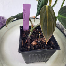 Load image into Gallery viewer, Philodendron Gigas 4" pot, Fedex 2day*
