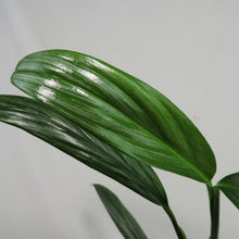 Load image into Gallery viewer, Epipremnum Amplissimum Silver Stripe 4" pot, Fedex 2day*