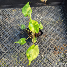 Load image into Gallery viewer, Alocasia Stingray, Exact Plant Ships Nationwide