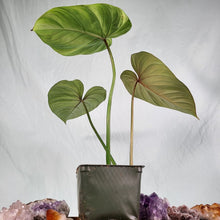 Load image into Gallery viewer, Philodendron Gloriosum, Pink Veined Back 4" pot, Fedex 2day*