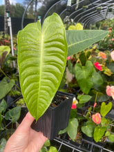 Load image into Gallery viewer, Anthurium Veitchii 4" pot, Fedex 2day*