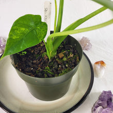 Load image into Gallery viewer, Alocasia Gageana Aurea, Exact Plant Variegated