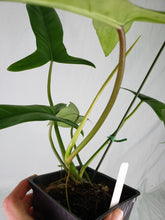 Load image into Gallery viewer, Philodendron 69686 Bette Waterbury 4" pot, Fedex 2 day*