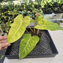 Load image into Gallery viewer, Philodendron Goldiana exact plant, Fedex 2day
