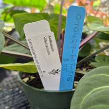 Load image into Gallery viewer, Anthurium Villenaorum, Exact Plant Ships Nationwide