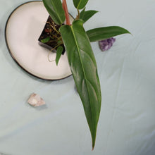 Load image into Gallery viewer, Philodendron Mexicanum Shipped Nationwide