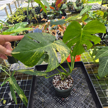 Load image into Gallery viewer, Monstera marilyn variegated, Exact Plant Ships Nationwide.