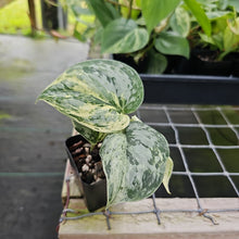 Load image into Gallery viewer, Scindapsus Peasun Variegated 2.5" pot, Fedex 2day*