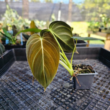Load image into Gallery viewer, Philodendron Melanochrysum, Exact Plant 2.5" Ships Nationwide