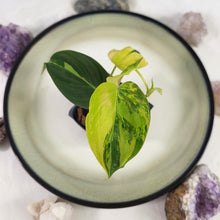 Load image into Gallery viewer, Philodendron Hederaceum Micans Aurea, 2.5” pot, Fedex 2 day*