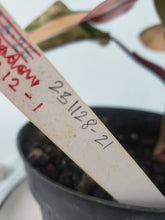 Load image into Gallery viewer, Strawberry Shake, Exact Plant, variegated Philodendron