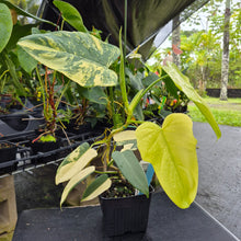 Load image into Gallery viewer, Philodendron Bipennifolium, Exact Plant Variegated Ships Nationwide