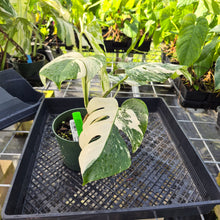 Load image into Gallery viewer, Monstera Borsigiana Albo Deliciosa, Exact Plant Variegated Ships Nationwide