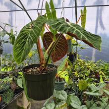 Load image into Gallery viewer, Philodendron Verrucosum Amazon Sunset exact plant, Fedex 2day*