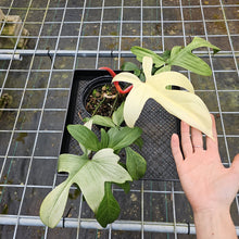 Load image into Gallery viewer, Philodendron Florida Ghost, Large, Exact Plant
