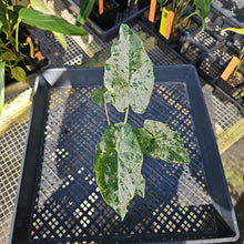 Load image into Gallery viewer, Alocasia Odora Batik Variegated 2.5" pot, Fedex 2day*