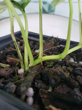 Load image into Gallery viewer, Yellow Flame, exact plant, variegated Epipremnum, ships nationwide