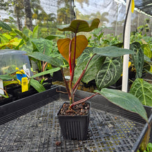 Load image into Gallery viewer, Philodendron Dark Lord, Exact Plant Ships Nationwide