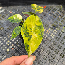 Load image into Gallery viewer, Alocasia Sedenii Aurea Variegated, Exact Plant Ships Nationwide