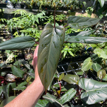 Load image into Gallery viewer, Philodendron Dark Lord 2.5" pot, Fedex 2day*