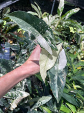 Load image into Gallery viewer, Alocasia Simpo Albo variegated 2.5" pot, Fedex 2day*