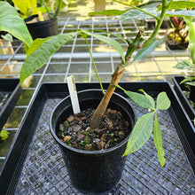 Load image into Gallery viewer, Pachira Aquatica Money Tree, Exact Plant Variegated 6'' pot