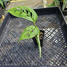 Load image into Gallery viewer, Monstera Esqueleto 2.5" pot, Fedex 2day*
