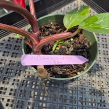 Load image into Gallery viewer, Philodendron Pink Princess Variegated exact plant, Fedex 2day*