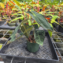 Load image into Gallery viewer, Anthurium Ace Of Spades X Papillilaminum, Exact Plant Ships Nationwide