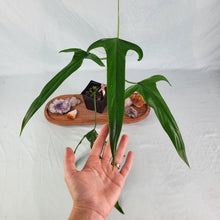 Load image into Gallery viewer, Philodendron Holtonianum, 4” pot, Fedex 2 day*