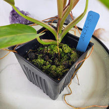 Load image into Gallery viewer, Philodendron Goldiana 4" pot, Fedex 2 day*