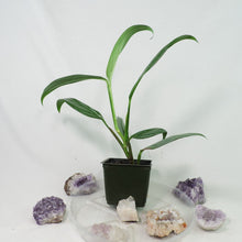 Load image into Gallery viewer, Epipremnum Amplissimum Silver Stripe 4" pot, Fedex 2day*