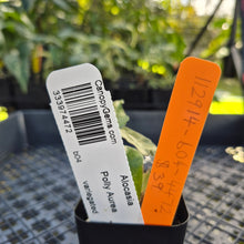 Load image into Gallery viewer, alocasia polly aurea variegated, Exact Plant Ships Nationwide.