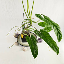 Load image into Gallery viewer, Philodendron Thaumatophylum Stenolobum, Exact Plant Large