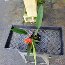 Load image into Gallery viewer, Anthurium Scherzerianum "Pig Tail", Exact Plant Ships Nationwide