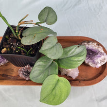 Load image into Gallery viewer, Scindapsus Silver Hero, Exact Plant