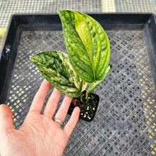 Load image into Gallery viewer, Monstera Peru "Karstenianum", Exact Plant Variegated Ships Nationwide