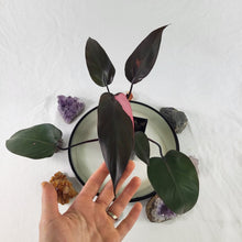 Load image into Gallery viewer, Philodendron Pink Princess, Exact Plant Variegated Ships Nationwide