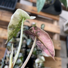 Load image into Gallery viewer, Alocasia Polly Pink variegated 2.5" pot, Fedex 2day*