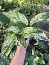 Load image into Gallery viewer, Epipremnum Pinnatum Marble Variegated 4" pot, Fedex 2day*