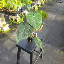 Load image into Gallery viewer, Philodendron Verrucosum Pseudoverrucosum Croat exact plant, Fedex 2day*
