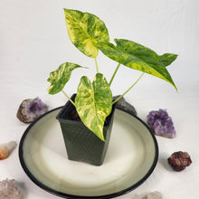 Load image into Gallery viewer, Alocasia Gageana Aurea, Exact Plant Variegated