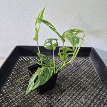 Load image into Gallery viewer, Monstera Adansonii Mint "Indonesia" Variegated exact plant, Fedex 2day*