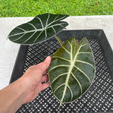 Load image into Gallery viewer, Alocasia Longiloba Grandis x Sanderiana 'Mark Campbell' exact plant, Fedex 2day*