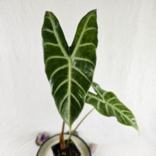 Load image into Gallery viewer, Alocasia Longiloba Lowii, Exact Plant