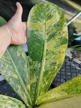 Load image into Gallery viewer, Dieffenbachia big ben, Exact Plant Ships Nationwide.