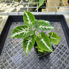 Load image into Gallery viewer, Syngonium Scrambled Eggs, Exact Plant Variegated